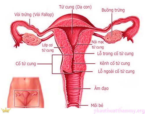 Hình ảnh Cơ quan sinh dục và màng trinh của con gái